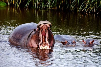 Hippos swimming in lake