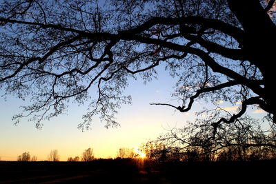 Silhouette of trees at sunset