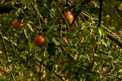 Close-up of fruits growing on tree