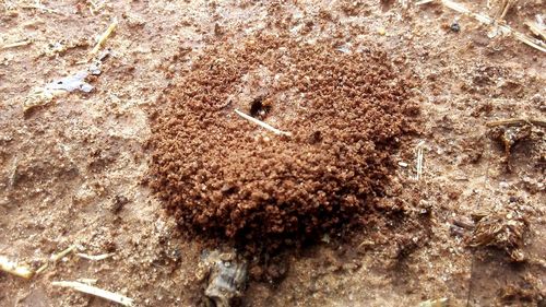 High angle view of ant on the ground