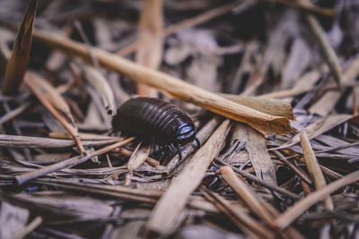 Close-up of grasshopper on dry land