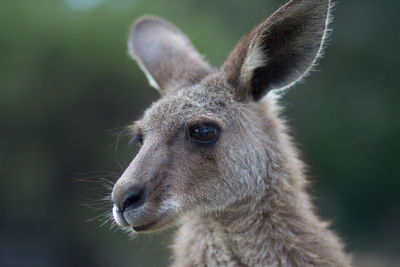 Close-up view of kangaroo