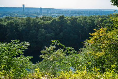 Scenic view of forest against sky