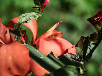 Close-up of red flowering plant