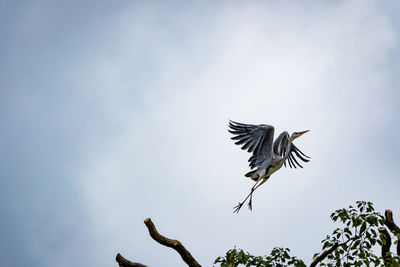 Low angle view of bird flying against sky