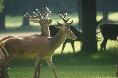 Deer standing on field