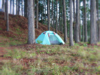 Tent in forest