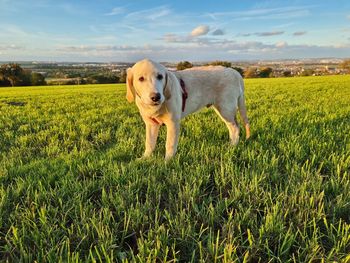 Dog in a field