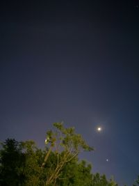 Low angle view of trees against clear sky at night