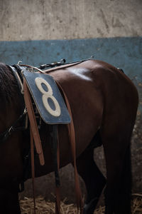 Horse standing on field