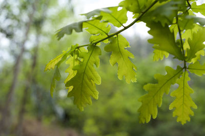 Close-up of leaves on tree