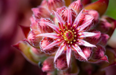 Close-up of pink flowering plant