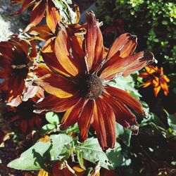 Close-up of flower blooming outdoors