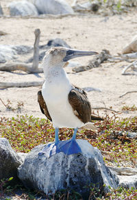 Seagull perching on rock