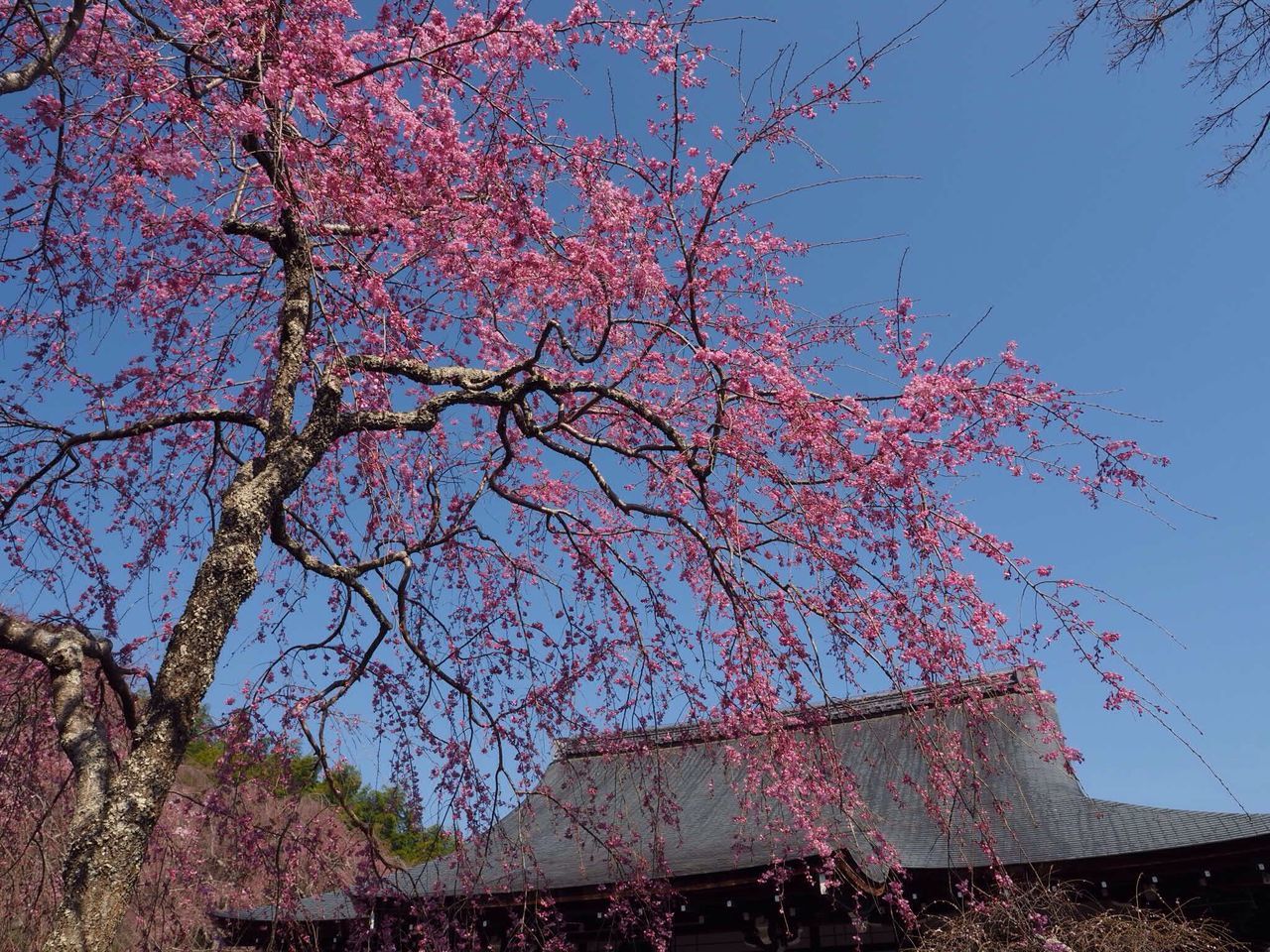 sky, low angle view, tree, clear sky, no people, outdoors, nature, building exterior, day, growth, built structure, bird, beauty in nature, branch, architecture