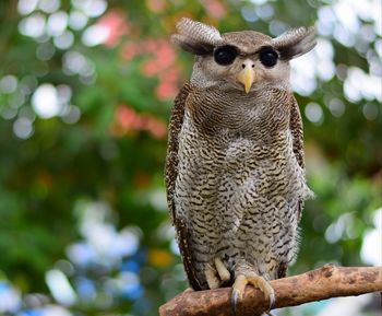 Close-up of owl perching on branch