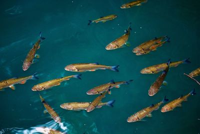 High angle view of fishes swimming in sea