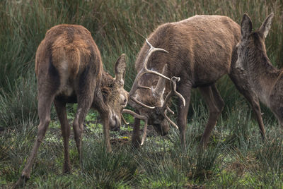 Two red deer challenging each other.