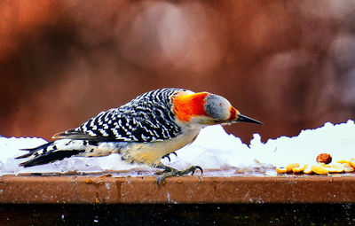 Woodpecker finds a supply of peanuts in the snow