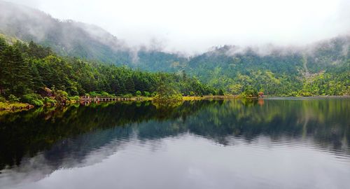 Scenic view of lake in forest