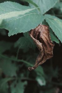 Close-up of dried leaves on plant