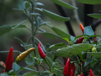 Close-up of red leaves on plant