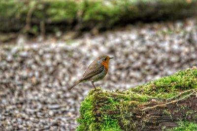 Close-up of bird perching on a tree