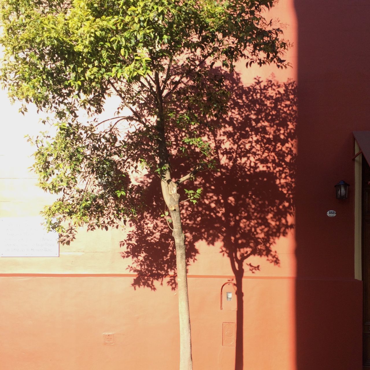 TREE BY WALL AGAINST SKY