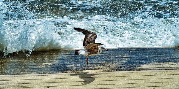 Seagull on a beach