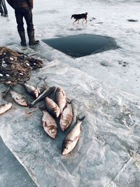 Low section of fisherman standing on frozen lake with fish