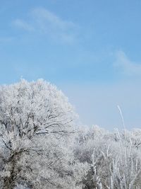 Low angle view of trees against clear sky