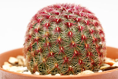 Close-up of cactus in pot