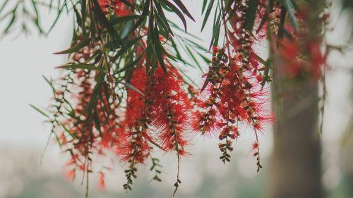 Close-up of red leaves hanging on tree