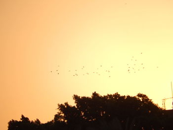 Low angle view of birds flying in sky during sunset