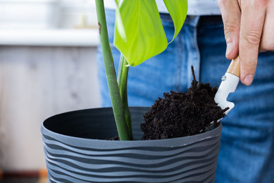 Cropped hand holding potted plant