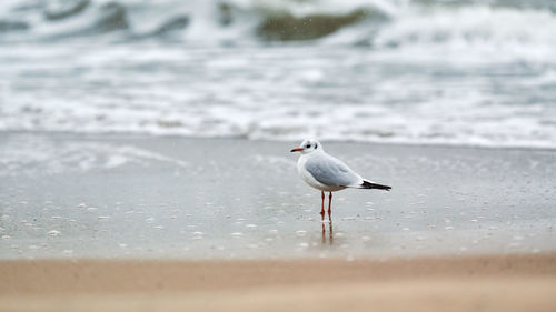 Gull walking along seaside. black-headed seagull standing alone near sea. chroicocephalus ridibundus