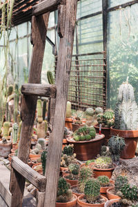 Photos of the botanical garden in buenos aires. there are also photos in a nursery in pilar, arg
