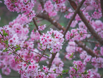 Close-up of cherry blossom