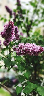 Close-up of purple flowering plant