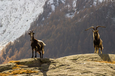 Wild goats on mountain during winter