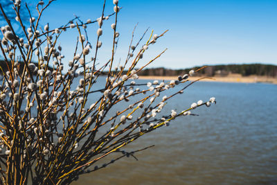 Catkins against a blue lake and sky