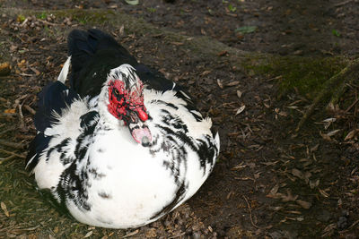 Beautiful and rare species of black and white muscovy duck with red head, cairina moschata.