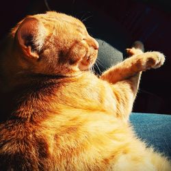 Close-up of ginger cat