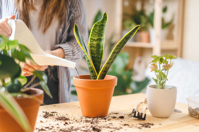 Woman gardeners watering plant in ceramic pots on the wooden table. home gardening, love of housplan