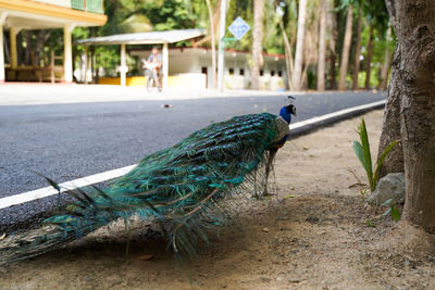 Close-up of peacock