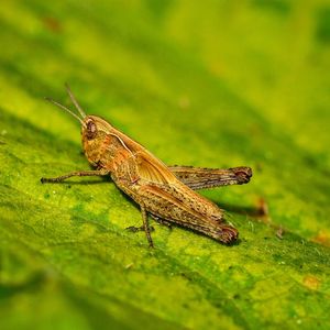 Close-up of insect on leaf