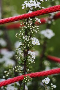 Close-up of red flowering plant