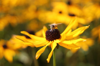 Close-up of honey bee on yellow flower