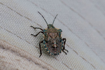 Close-up of insect
