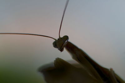 Close-up of insect against sky